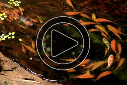 Video - Tranh 3D hồ cá Koi 1,1 tỷ cho nhà biệt thự đẹp
